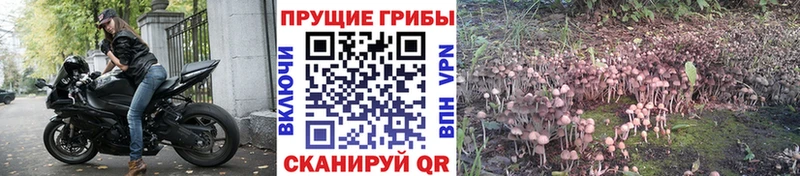 Галлюциногенные грибы Psilocybe  сколько стоит  Томилино 